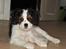 Cavalier king charles spaniel Zento