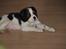 Cavalier king charles spaniel Zento