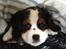 Cavalier king charles spaniel Zento