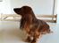 Miniature gravhund sussi