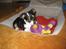 Chihuahua /Jack russell Frida R.I.P