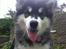 Alaskan malamute Coco Bear - her er jeg 5 mdr