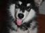 Alaskan malamute Coco Bear - her er jeg 3,5 mdr
