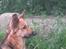 Blanding af racer shila(2003-2008)