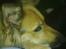 Blanding af racer shila(2003-2008)