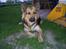 Blanding af racer shila(2003-2008)