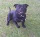 Staffordshire bull terrier Tyson