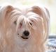 Chinese crested powder puff Hearts of storm's Mushu