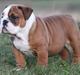 Engelsk bulldog Bertha