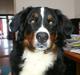 Berner sennenhund Maggi :'( R.I.P