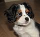 Cavalier king charles spaniel Zento