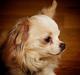 Chihuahua Diva Aka Pølsen