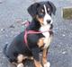 Entlebucher sennenhund Gipsy
