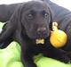 Labrador retriever MESSI
