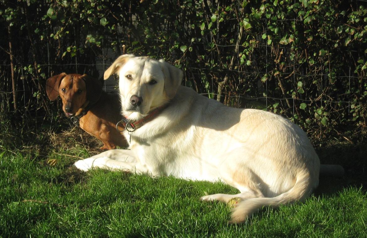 Blanding af racer Fnug - Fnug og Nalle oktober 2011 billede 13