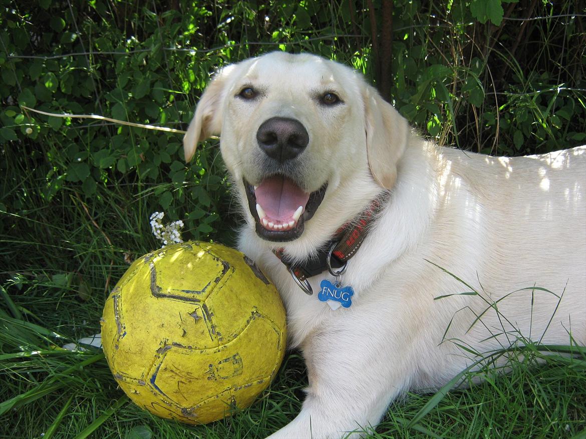 Blanding af racer Fnug - Fnug juni 2010 billede 11