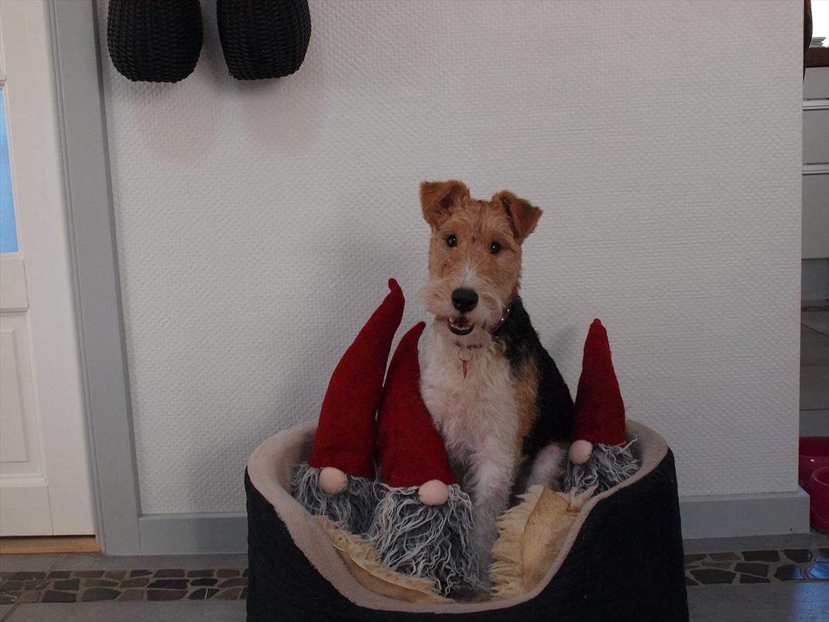 Ruhåret foxterrier Firstfox Charming Cille billede 1