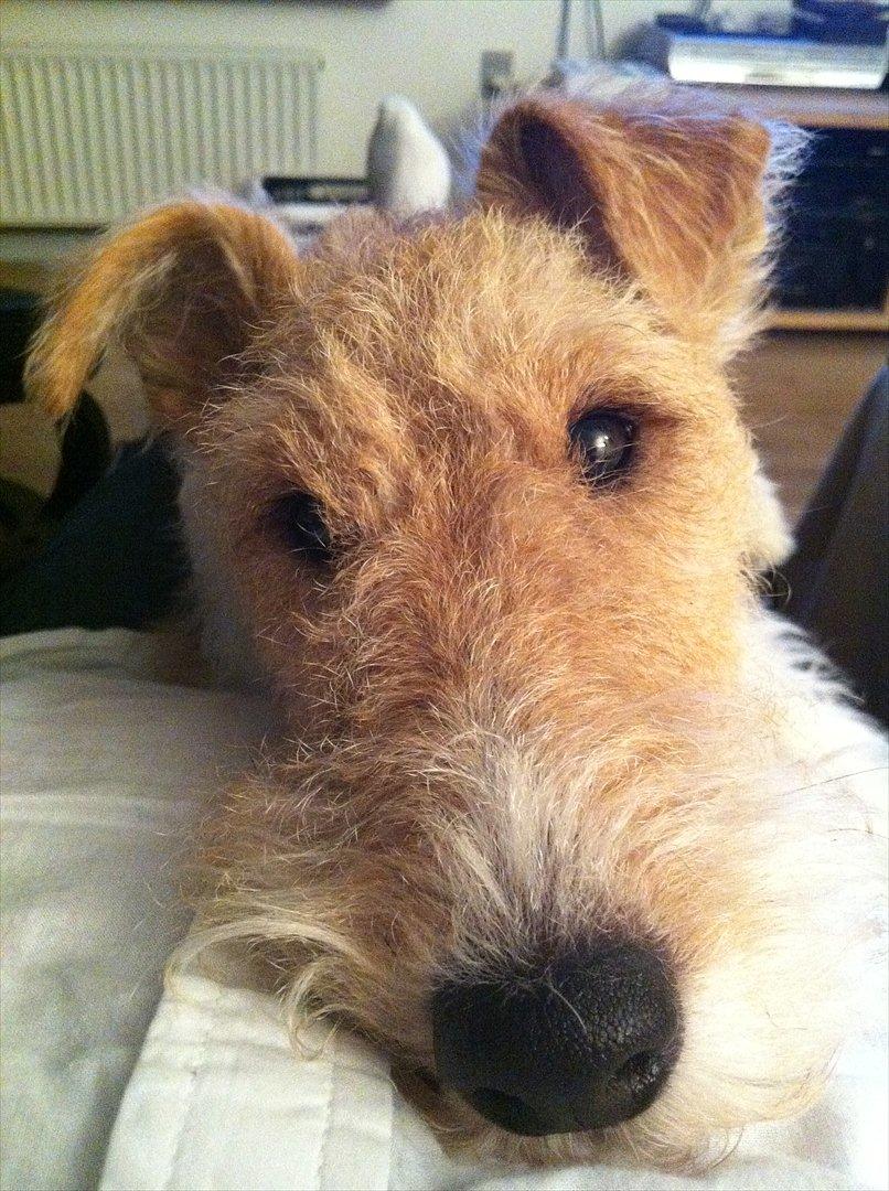 Ruhåret foxterrier Firstfox Charming Cille billede 2