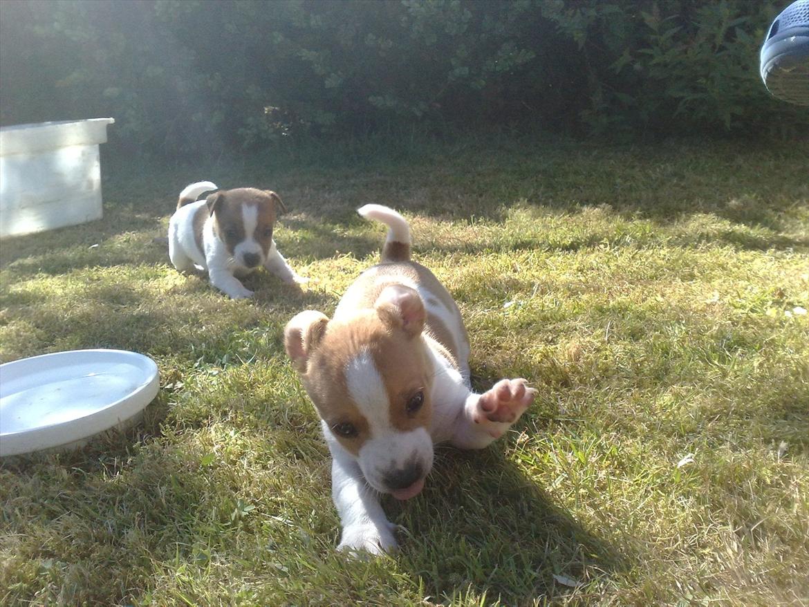 Jack russell terrier Zippo (forsvundet) - Hej med dig, vil du lege? billede 1