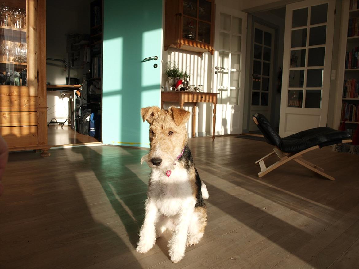 Ruhåret foxterrier Firstfox Charming Cille billede 3