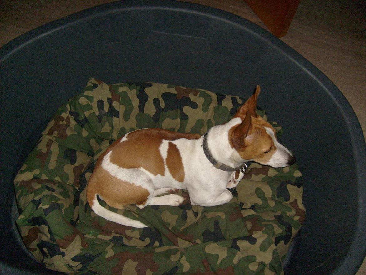 Jack russell terrier Zippo (forsvundet) - Mon der kommer nogen? billede 12