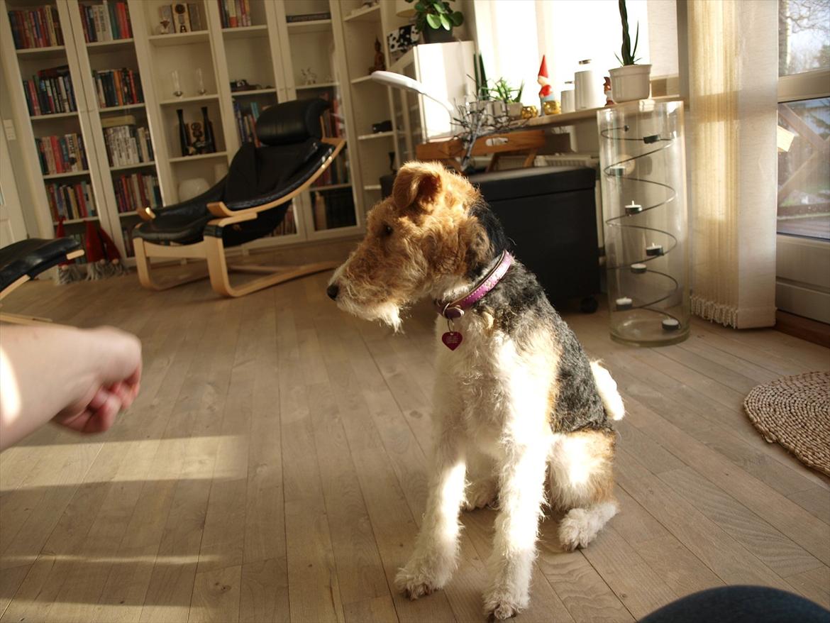 Ruhåret foxterrier Firstfox Charming Cille billede 4