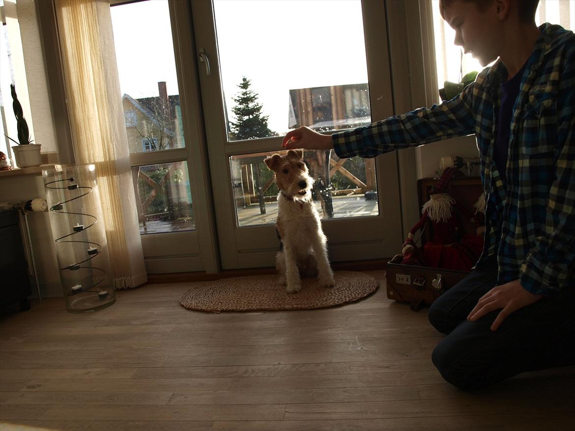 Ruhåret foxterrier Firstfox Charming Cille billede 5