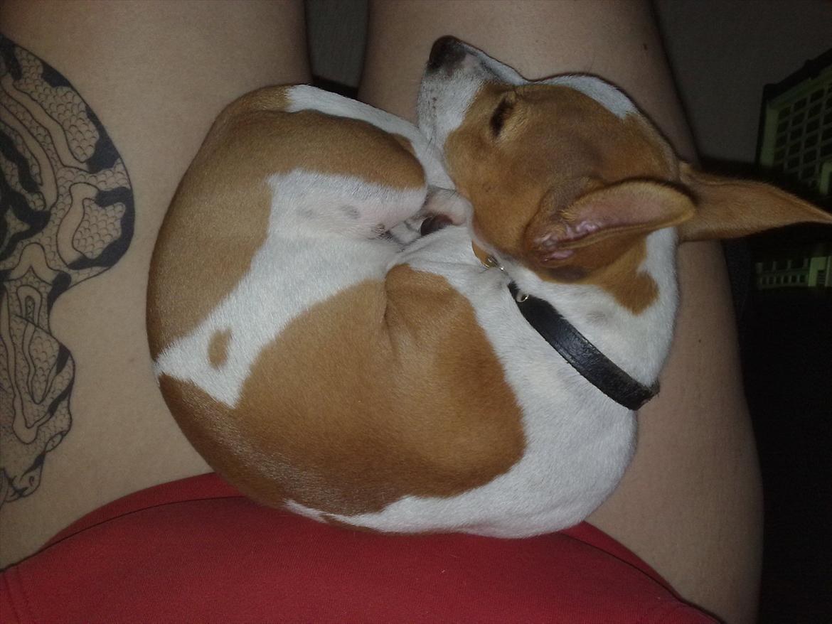 Jack russell terrier Zippo (forsvundet) - Mmm varme i sædet ;) billede 10