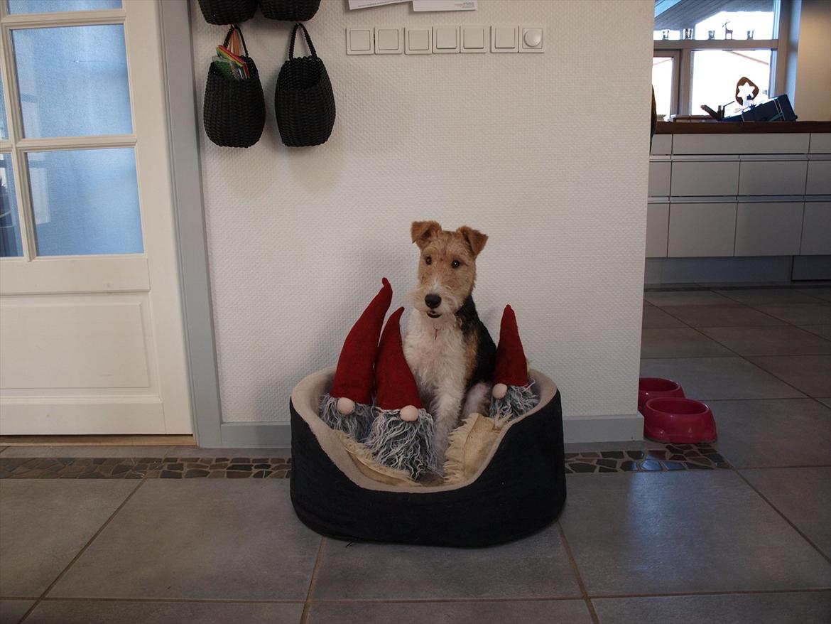 Ruhåret foxterrier Firstfox Charming Cille billede 6