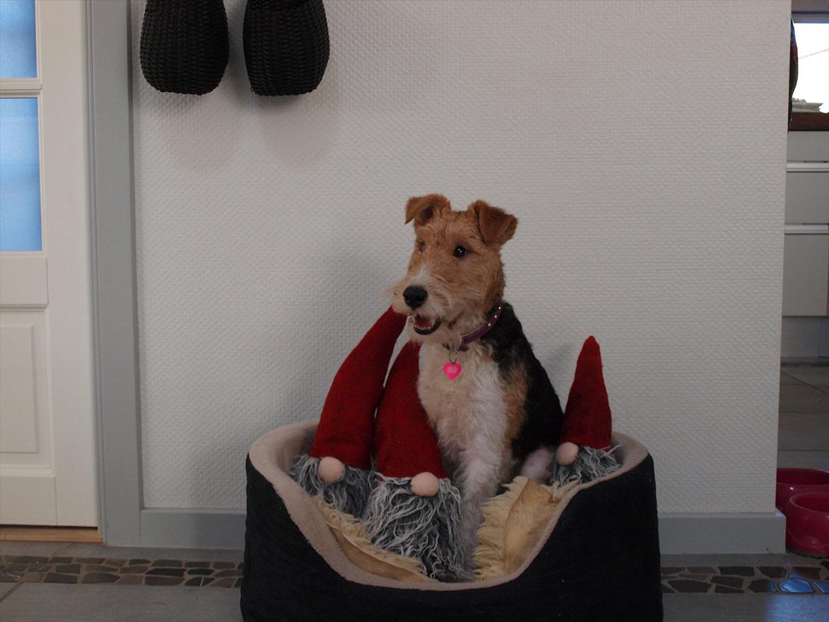 Ruhåret foxterrier Firstfox Charming Cille billede 7