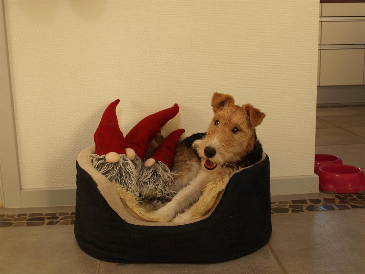 Ruhåret foxterrier Firstfox Charming Cille billede 8