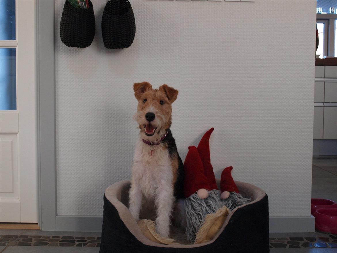 Ruhåret foxterrier Firstfox Charming Cille billede 9