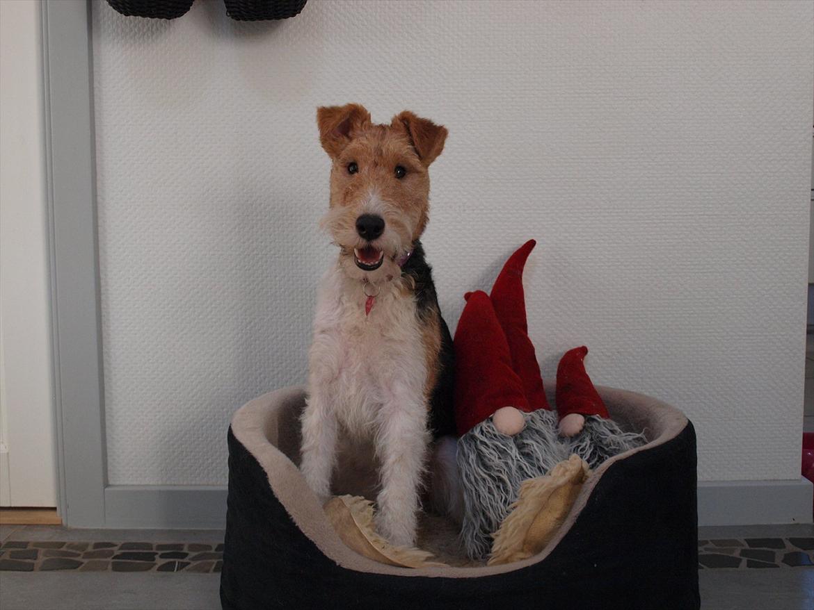 Ruhåret foxterrier Firstfox Charming Cille billede 10