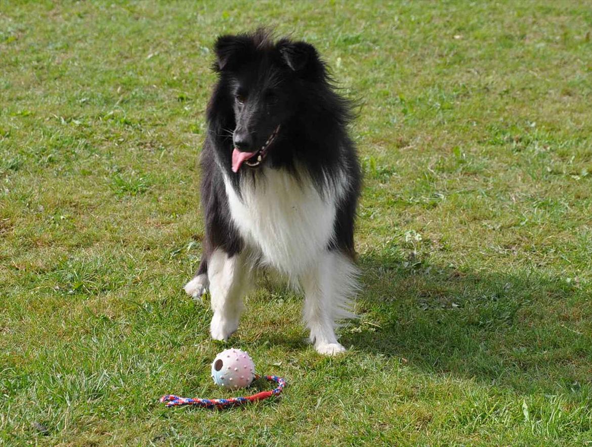 Shetland sheepdog Dixie billede 2