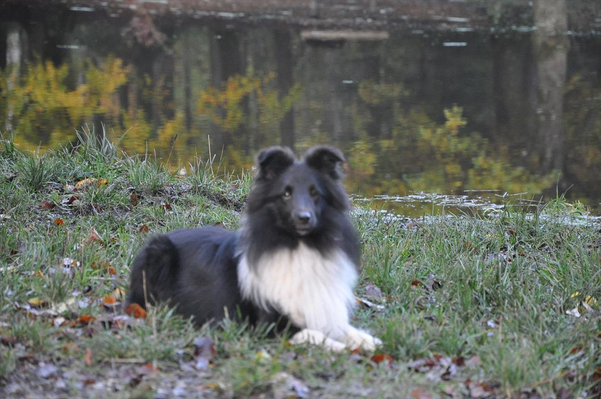 Shetland sheepdog Dixie billede 4