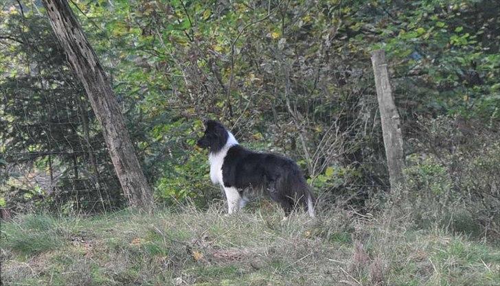 Shetland sheepdog Dixie billede 5