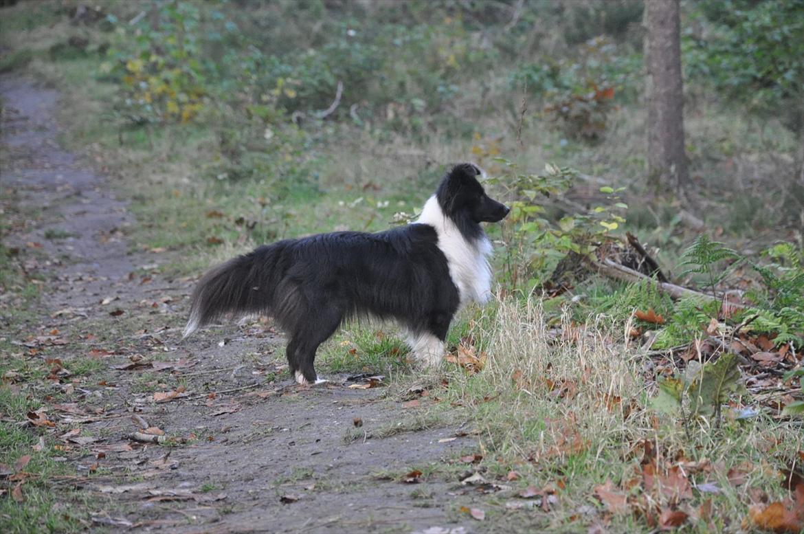 Shetland sheepdog Dixie billede 7