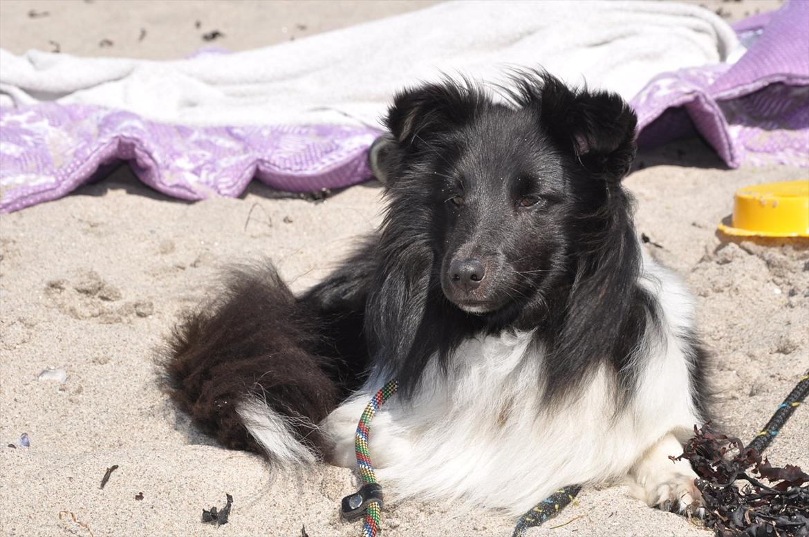 Shetland sheepdog Dixie billede 8