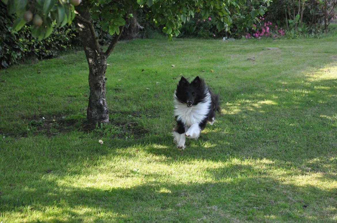 Shetland sheepdog Dixie billede 10