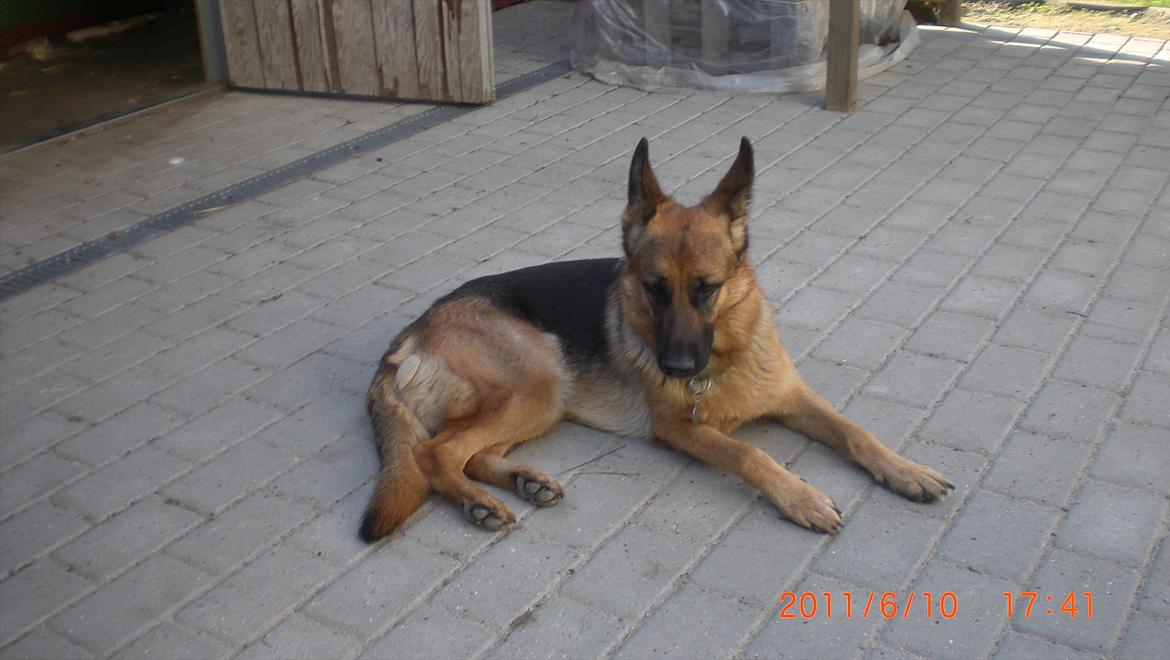 Schæferhund Hekami Tøsen. (Tøsen). (Mine forældres). billede 47