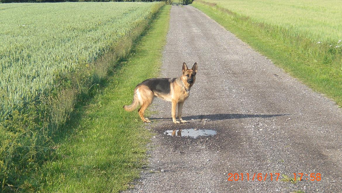 Schæferhund Hekami Tøsen. (Tøsen). (Mine forældres). billede 28