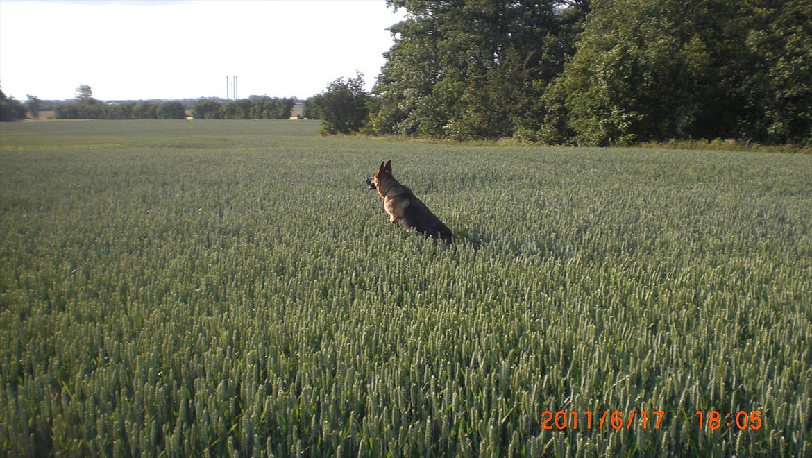 Schæferhund Hekami Tøsen. (Tøsen). (Mine forældres). billede 30