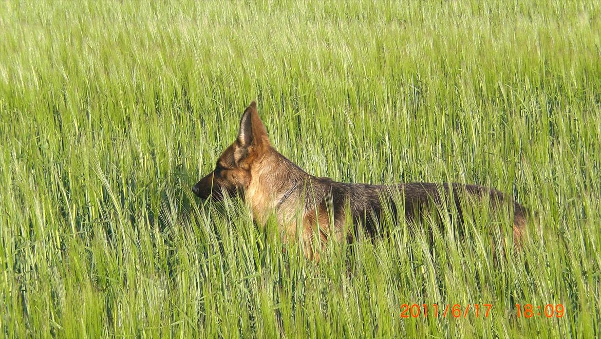 Schæferhund Hekami Tøsen. (Tøsen). (Mine forældres). billede 19
