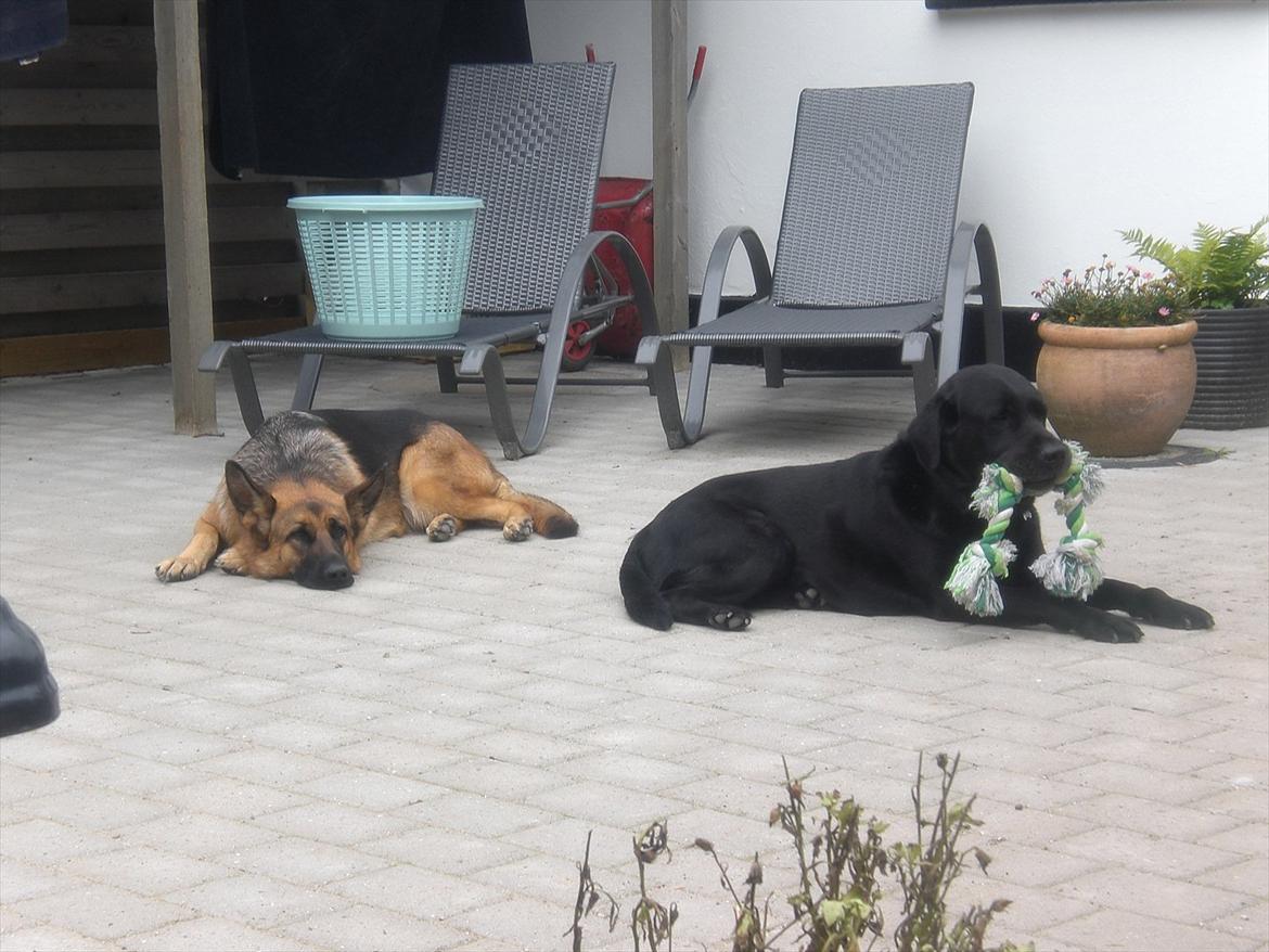 Schæferhund Hekami Tøsen. (Tøsen). (Mine forældres). billede 41