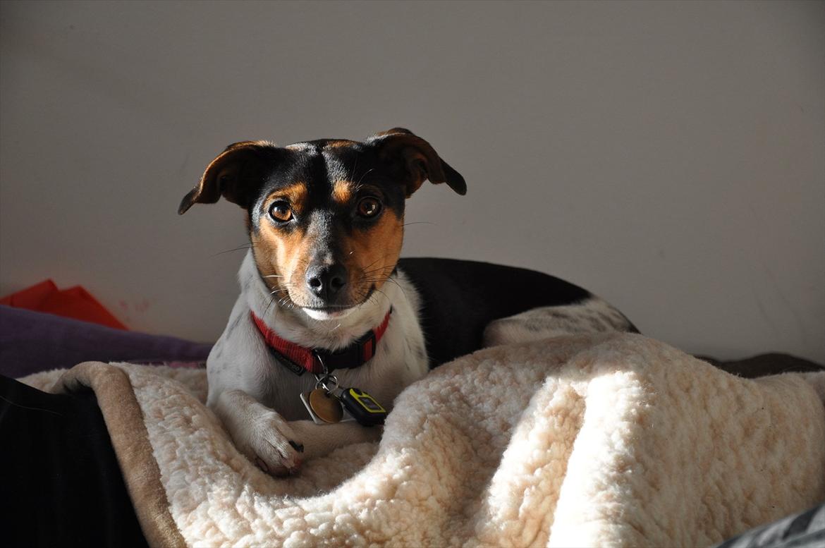 Dansk svensk gaardhund Björk<'3 - 7 # Min lille solstråle...<3 Foto: AFH 10.12.11 billede 7