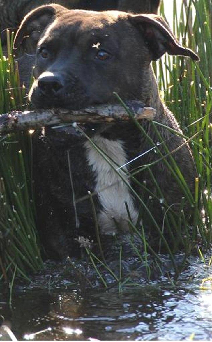 Staffordshire bull terrier Indra - På dette billede er jeg i fuld fokus. jeg skal nemlig lige holde øje med om Thor eller Luna vil snyde mig min pind fra mig hihi ;-) billede 3