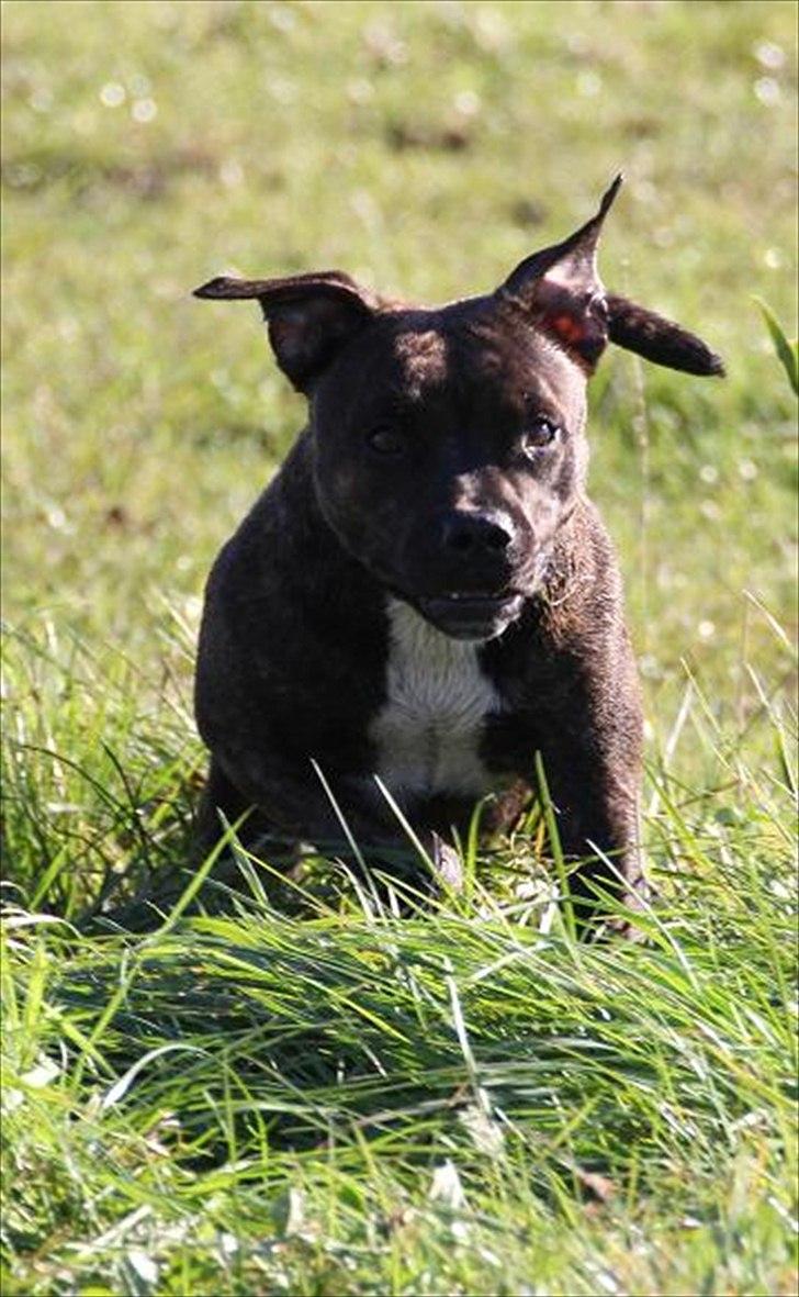 Staffordshire bull terrier Indra - Det bedste jeg ved ,er at løbe rundt , og være i fuld hopla ! billede 4