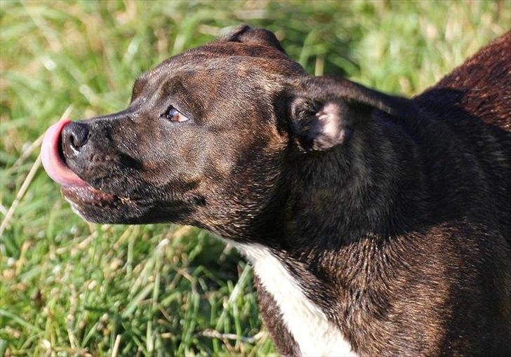 Staffordshire bull terrier Indra - Kys til jer allesammen <3 billede 1
