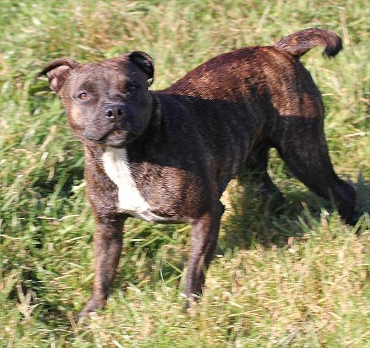 Staffordshire bull terrier Indra - Her har Jeg lige rystet mig ,. Hihi sikke et ansigtsudtryk ;-D billede 5