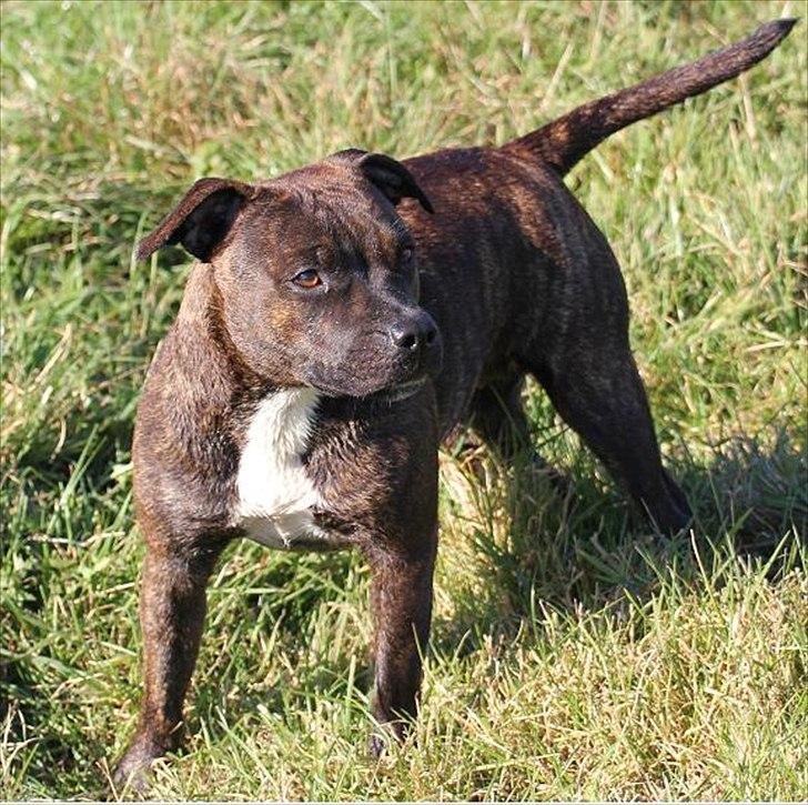 Staffordshire bull terrier Indra - Hej allesammen . Velkommen til min profil, Jeg hedder Indra . billede 2